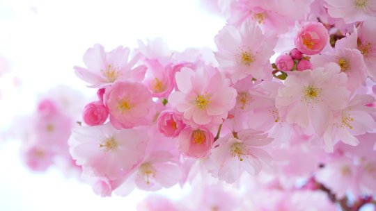 Tradiţii şi superstiţii de Florii. Ce este bine să faci pe 28 aprilie şi ce este interzis