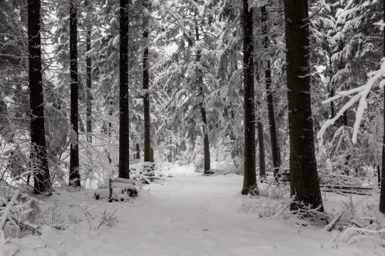 Când vine iarna în România, de fapt. Românii vor avea parte de prima ninsoare în luna decembrie