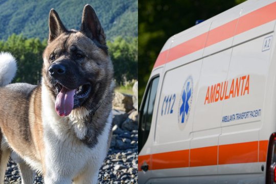 O fetiță de șase ani a fost mușcată de un câine în timp ce mergea la școală. Incidentul șocant care s-a petrecut pe o stradă din București