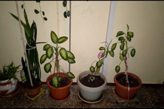 Ce pățești dacă locuiești la bloc și îți scoți florile pe scară. Vecinii pot depune plângere