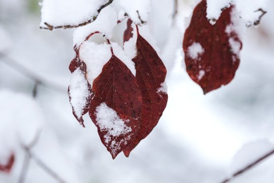 Iarnă grea în București, anunțul meteorologilor. Cum va fi vremea de Crăciun, dar și în ianuarie 2025