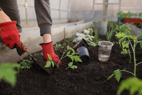 Ce riști dacă faci asta în propria ta grădină. Sancțiuni usturătoare pentru fermieri
