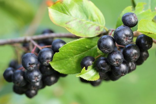 Fructul care înlocuiește cafeaua se găsește și în România. Ce este aronia?
