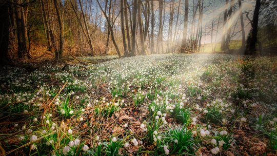 Tradiţii şi obiceiuri pe 9 martie. Ce mănâncă românii din toată ţara în această zi