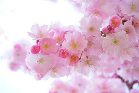 Tradiţii şi superstiţii de Florii. Ce este bine să faci pe 28 aprilie şi ce este interzis