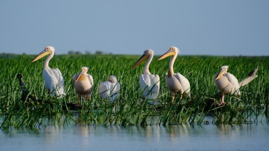 Delta Dunării, obiectiv turistic impresionant dn România. Curiozităţi despre cea mai bine conservată deltă din Europa