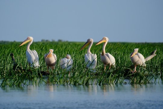 Delta Dunării, obiectiv turistic impresionant dn România. Curiozităţi despre cea mai bine conservată deltă din Europa