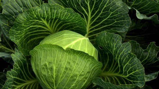 Top 10 legume pe care trebuie să le consumi zilnic. Pot fi incluse în orice dietă