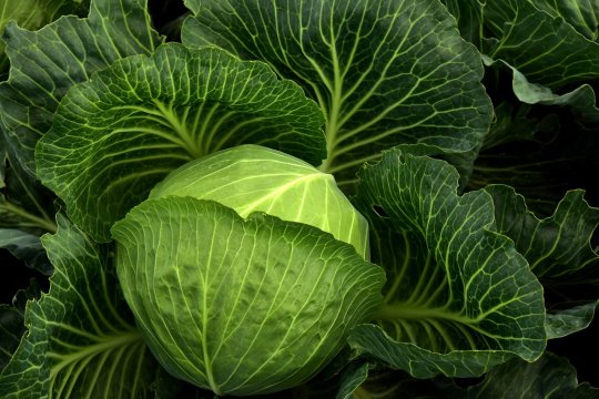 Top 10 legume pe care trebuie să le consumi zilnic. Pot fi incluse în orice dietă
