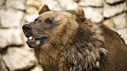 O tânără de 19 ani a fost ucisă de urs pe traseul Jepii Mici! Se afla în drumeţie, cu iubitul