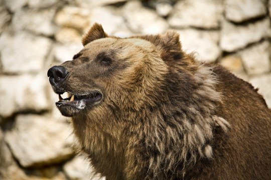 O tânără de 19 ani a fost ucisă de urs pe traseul Jepii Mici! Se afla în drumeţie, cu iubitul