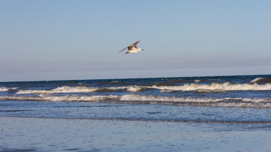 O persoană a dispărut în stațiunea Neptun! 17 scafandri o caută