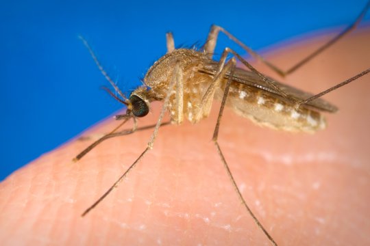 S-a înregistrat primul deces din România, din cauza virusului West Nile. Înțepăturile de țânțari fac noi victime