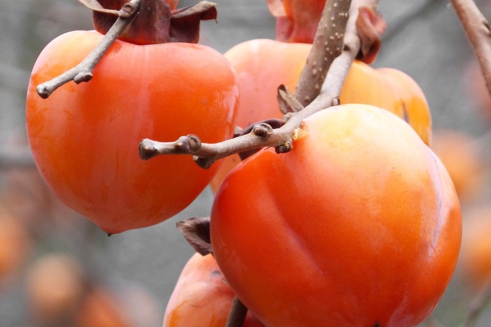 Ce este fructul kaki?