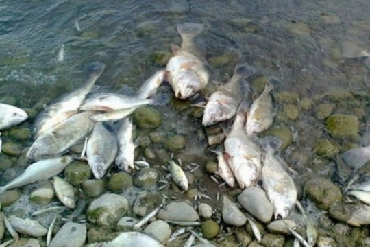 S-a dat alarma în Neamț! Un posibil dezastru ecologic a fost anunțat prin Ro-Alert