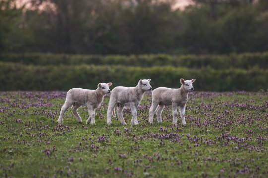 Ce preț va avea carnea de miel pentru Paște. Românii au început deja să rezerve mielul dorit