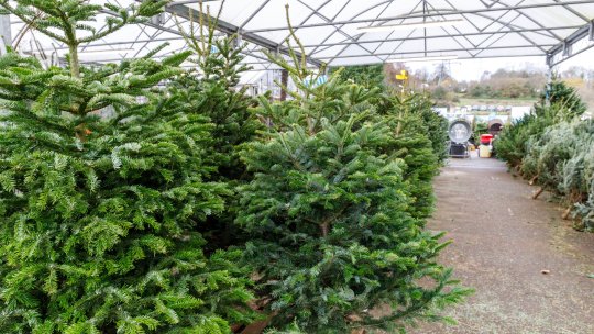 Cât costă un pom de Crăciun de la Romsilva. Peste 16.000 de brazi și molizi au fost scoși la vânzare