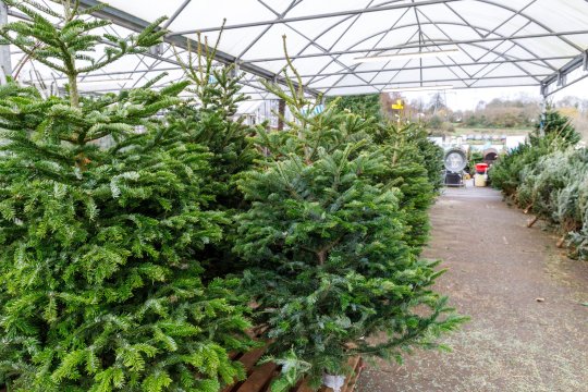 Cât costă un pom de Crăciun de la Romsilva. Peste 16.000 de brazi și molizi au fost scoși la vânzare