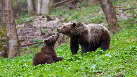 Ministrul Mediului a anunțat câți urși sunt în România. ”Studiul ne permite să protejăm oamenii, să prevenim conflictele și să conservăm o specie importantă”
