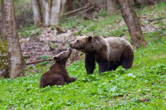 Ministrul Mediului a anunțat câți urși sunt în România. ”Studiul ne permite să protejăm oamenii, să prevenim conflictele și să conservăm o specie important”