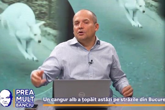 Cangurul care zburda pe străzile din București. Cum cometează Radu Banciu: ”Cangurul care a evadat de la Pablo Escobar al Bucureștiului”