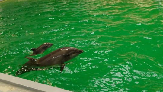 Cel mai îndrăgit delfin de la Delfinariul din Constanța a murit. Se investighează cauza decesului