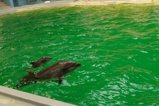 Cel mai îndrăgit delfin de la Delfinariul din Constanța a murit. Se investighează cauza decesului