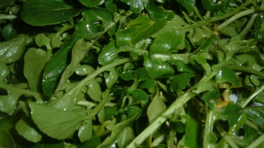 Care este cea mai sănătoasă legumă din lume? Care sunt beneficiile