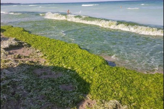 Invazie de alge pe litoralul românesc. Turiștii sunt dezgustați de mirosul insuportabil