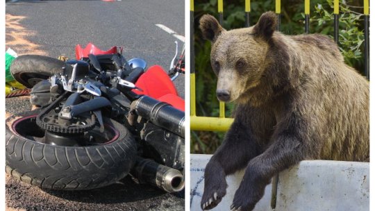 Eveniment nefericit pe Transfăgărășan. Un motociclist a fost luat pe sus, târât 60 de metri și ucis de o ursoică