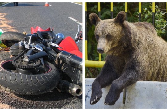 Eveniment nefericit pe Transfăgărășan. Un motociclist a fost luat pe sus, târât 60 de metri și ucis de o ursoică