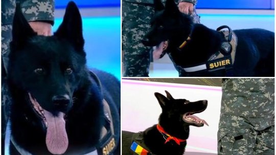 Doliu în Poliția Română după moartea lui Șuier. Câinele care îi teroriza pe traficanții de droguri a murit