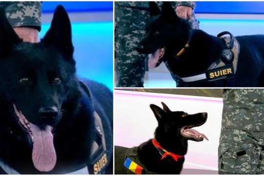 Doliu în Poliția Română după moartea lui Șuier. Câinele care îi teroriza pe traficanții de droguri a murit