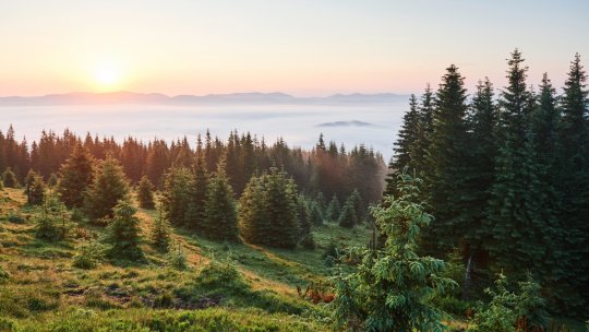 Final de drum pentru unul dintre cele mai mari litigii forestiere. Decizie definitivă în favoarea statului