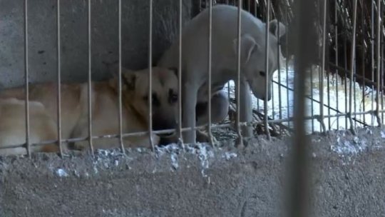 Suspiciuni grave de cruzime asupra animalelor în Vrancea. Procurorii au intervenit și au impus măsuri preventive