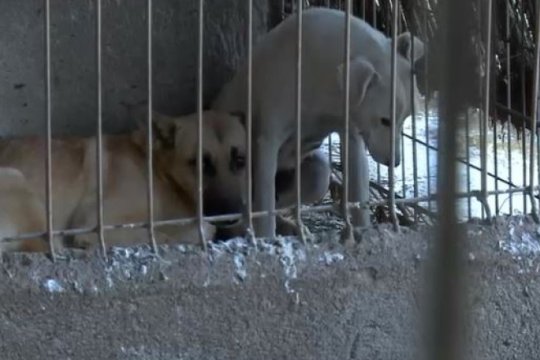 Suspiciuni grave de cruzime asupra animalelor în Vrancea. Procurorii au intervenit și au impus măsuri preventive