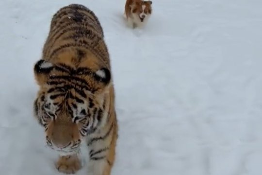 Tigru siberian filmat când se plimbă liber într-o curte din Dâmbovița. Poliția a deschis dosar penal