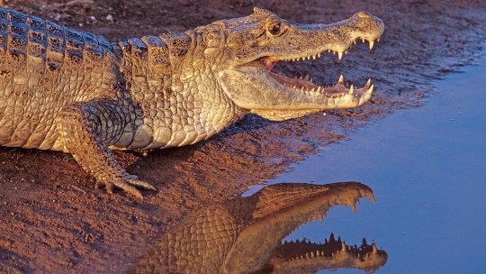 Invazie de crocodili după inundațiile din nordul Australiei. Autoritățile avertizează populația să evite apa