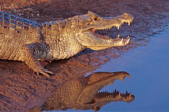 Invazie de crocodili după inundațiile din nordul Australiei. Autoritățile avertizează populația să evite apa