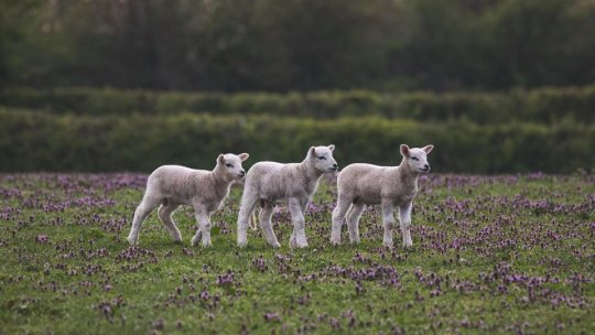 Cât costă carnea de miel înainte de Paște. Scumpirile se simt cel mai mult acum