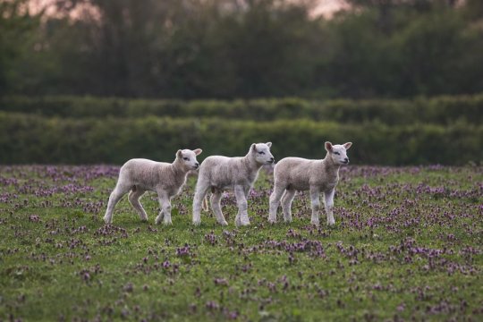 Cât costă carnea de miel înainte de Paște. Scumpirile se simt cel mai mult acum