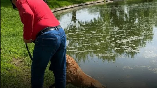 Incident în Parcul Tineretului din București. Un câine a fost salvat de martori după ce ar fi fost ținut în apă de stăpân