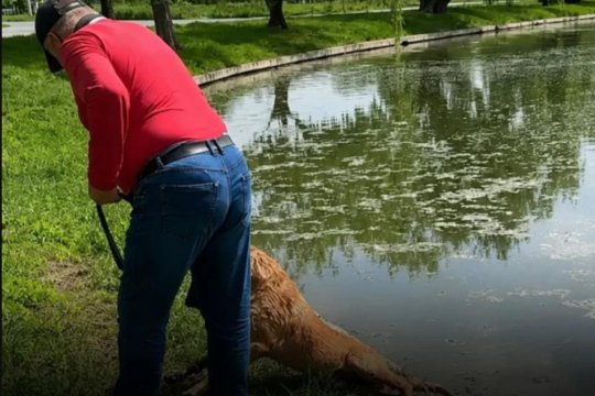 Incident în Parcul Tineretului din București. Un câine a fost salvat de martori după ce ar fi fost ținut în apă de stăpân