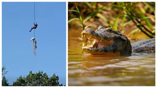 Operațiune rară într-un râu plin de crocodili din Africa de Sud. Poliția a recuperat rămășițe umane după o intervenție aeriană
