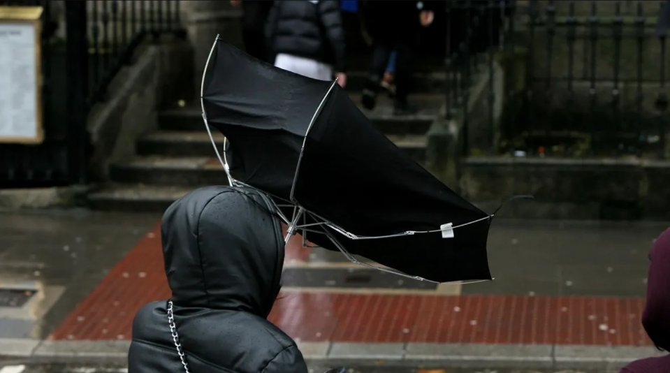 Cod galben de vânt / Fotografie cu caracter ilustrativ