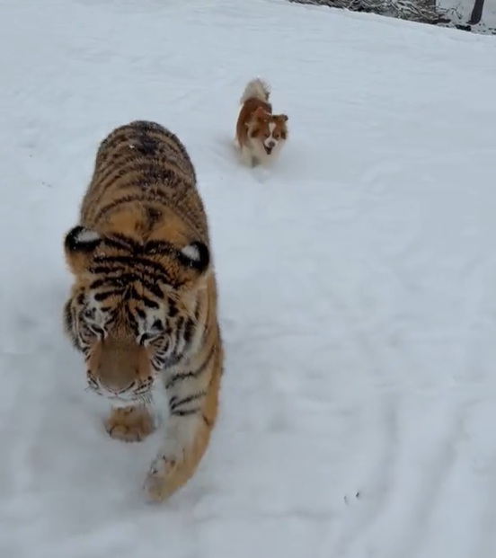 Tigru siberian filmat într-o curte din Dâmbovița